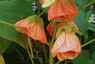 פאזל של abutilon