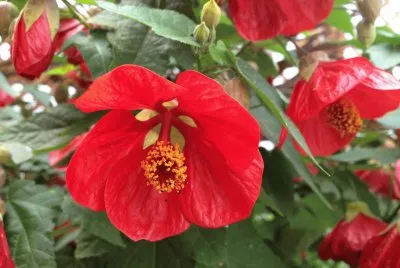 פאזל של abutilon