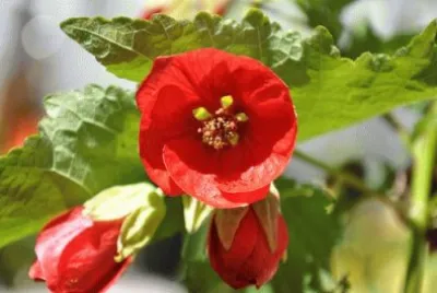 פאזל של abutilon