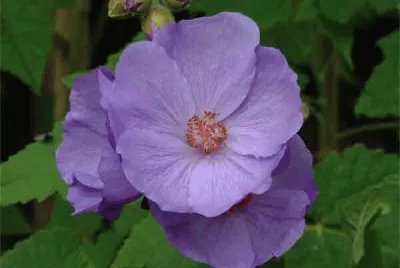 abutilon