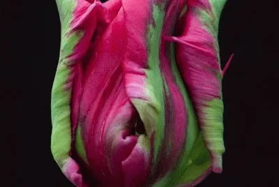 Parrot Tulip