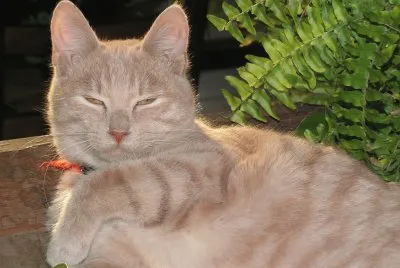 פאזל של mon chat