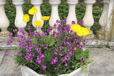 Spring flowers