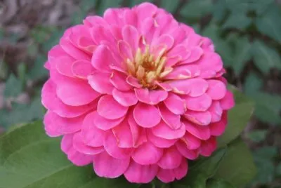 zinnia