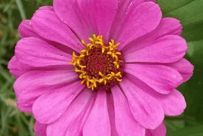 zinnia