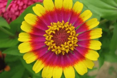 zinnia