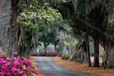 CAMINO CON FLORES