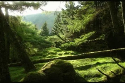 BOSQUE INGLES
