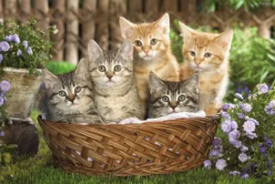 gatos