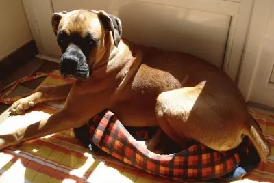 Amok et son panier !