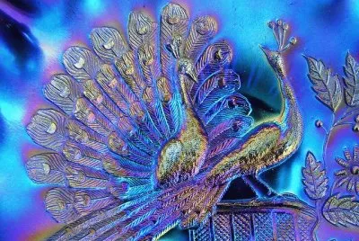 Purple Peacock