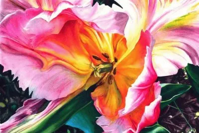 Color Tulip