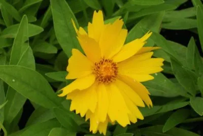 corÃ©opsis