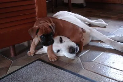 פאזל של labrador et bÃ©bÃ© boxer
