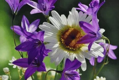 פאזל של flores