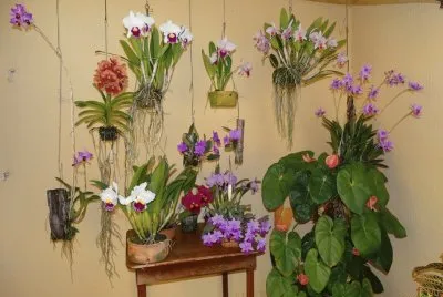 orquÃ­deas