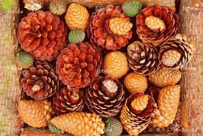 FaraÃ³n