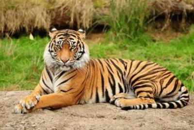 - tigre.