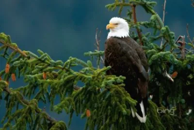 aguila