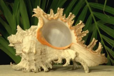 Chicoreus Ramosus Shell   Papua New Guinea