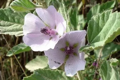 guimauve