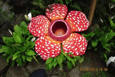 rafflesia jigsaw puzzle