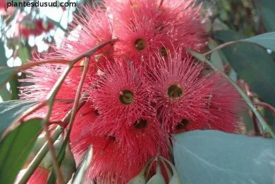 fleurs d 'eucalyptus