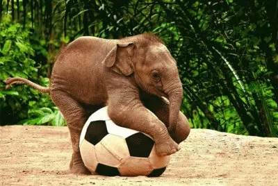 animais (1)