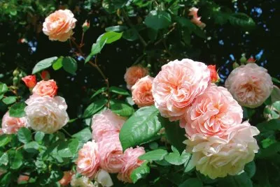 Roses