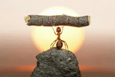 HORMIGA ATOMICA