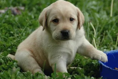 LABRADOR