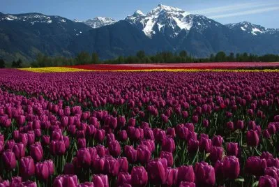 Seabird Island Tulip Field- British Columbia