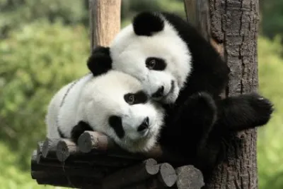PANDAS