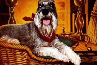 cÃ£o