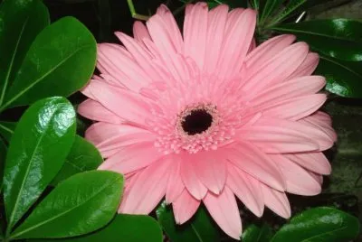 Gerbera