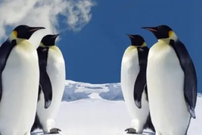 PINGUINOS