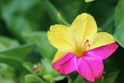 rosa