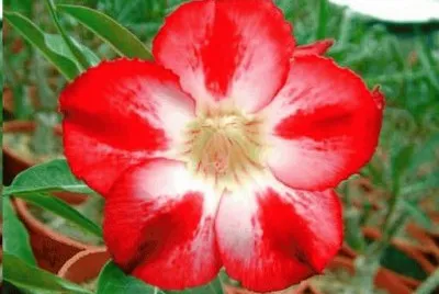 adenium