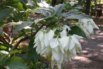 mussaenda