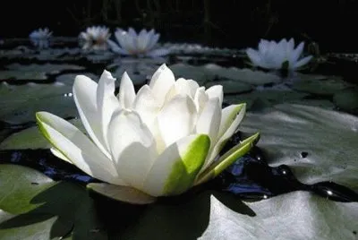 - flor de lotus!