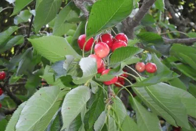 natura