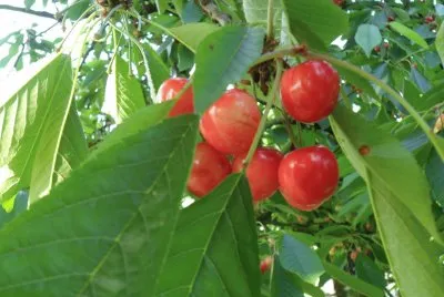 natura