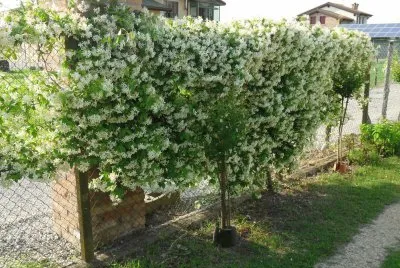 natura