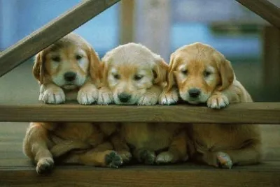 cachorrinhos bonitinhos