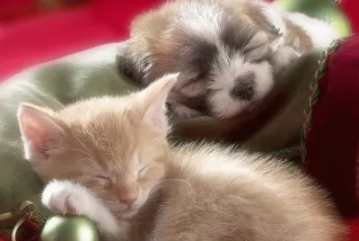 cachorrinho-gatinho
