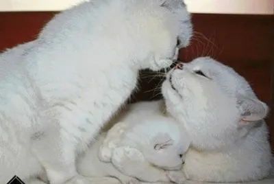 - amor