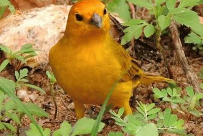 - canario da terra!