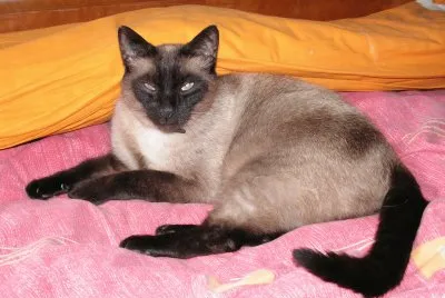 mon chat Ramses