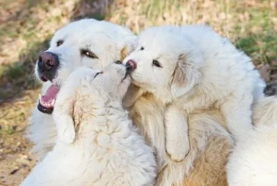 - beijo-animal-4