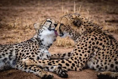 beijo-animal-5